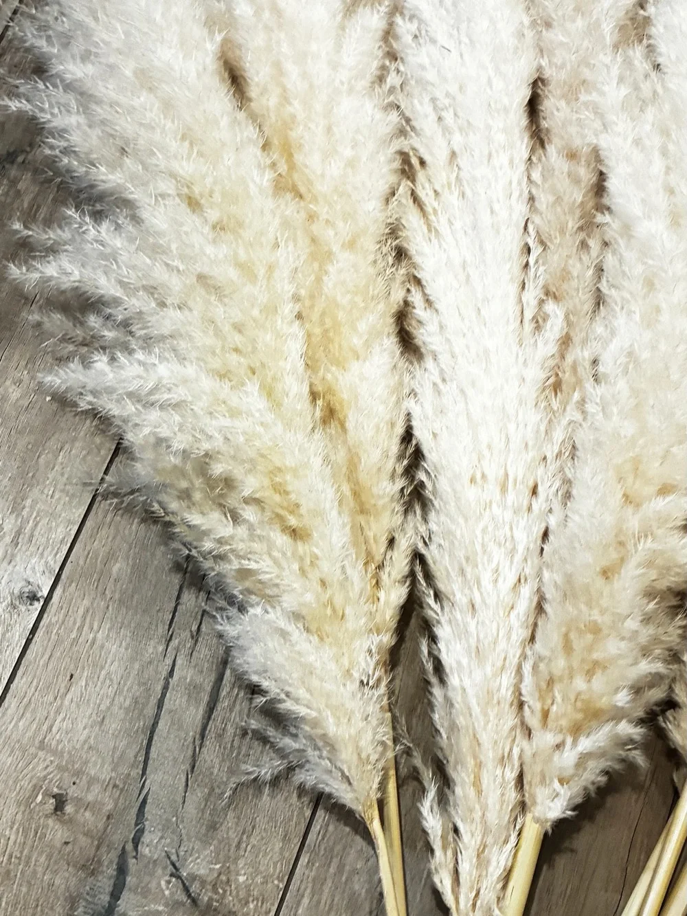 Decorative Pampas Grass Bouquet in Cream - Home Accents. Stems only.