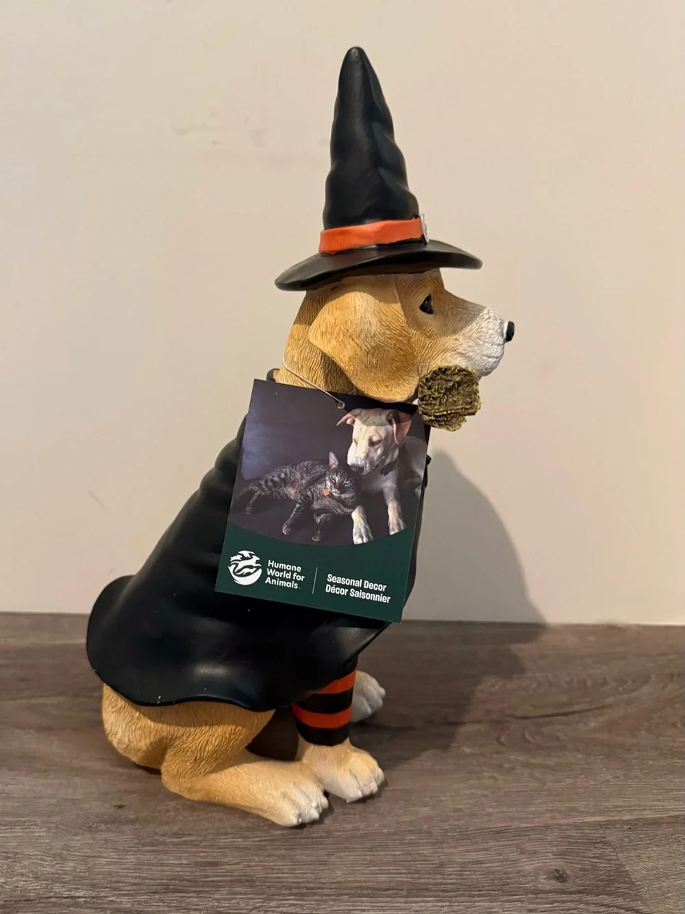Humane Society charming beagle