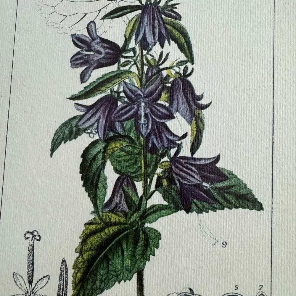 Vintage Reproduction Litho Florales Botanical Art CAMPANULA Framed