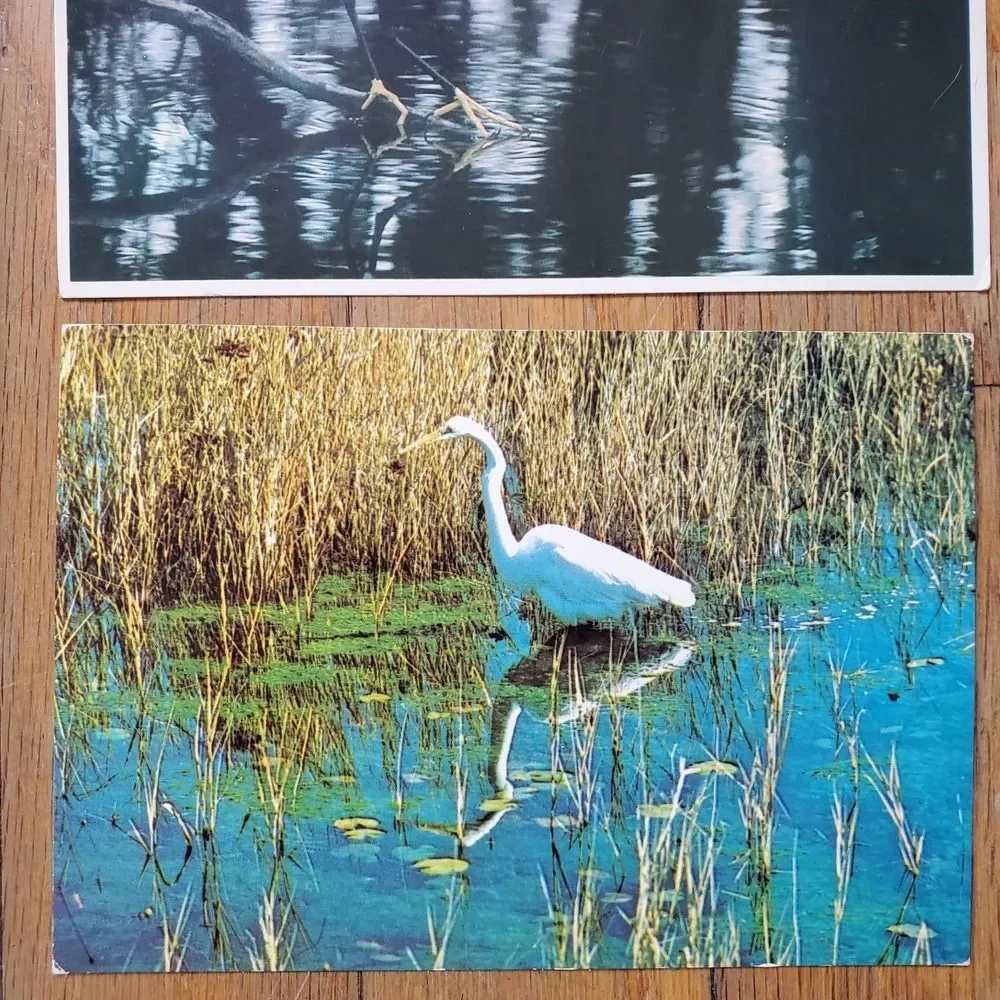 Vintage postcard bundle (2) egret snowy egret birds