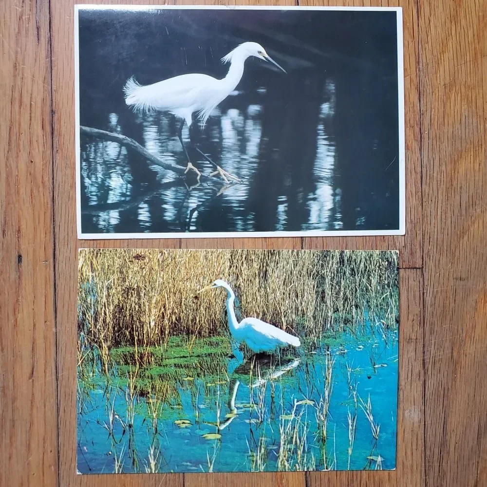 Vintage postcard bundle (2) egret snowy egret birds