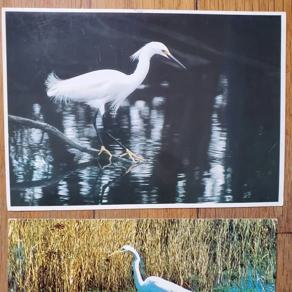 Vintage postcard bundle (2) egret snowy egret birds