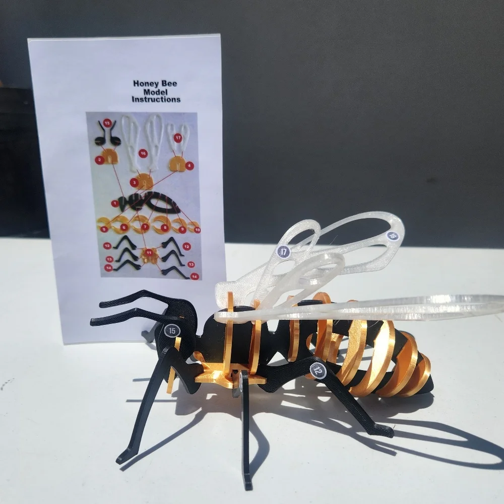 Bee Model Honeybee 3D Puzzle Honey Bees Classroom Science STEM Craft Insect Bugs