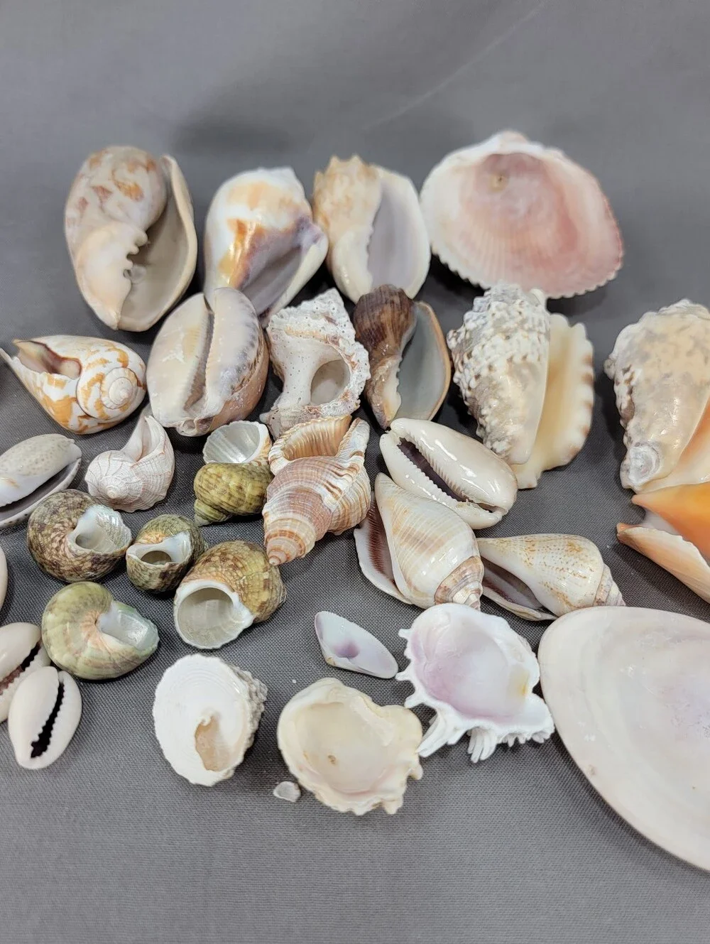 Mixed Shell Seashell Lot Beach Wedding Coastal Nautical Crafts Decor