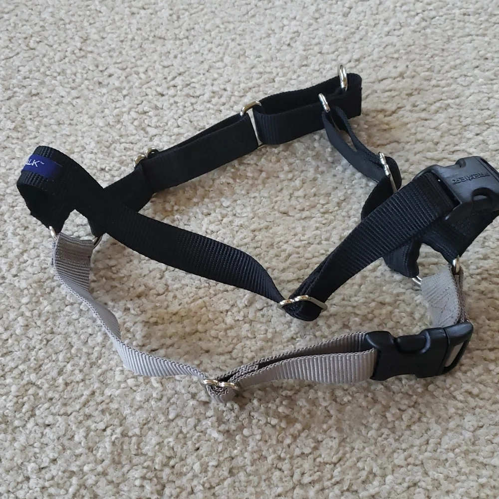Pet Safe ssfe martingale this