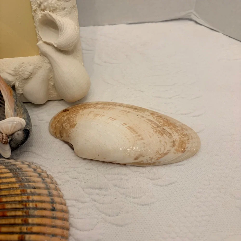 The Natural World Coastal Seashell Picture Frame & 4 Natural Shell Decor Conch