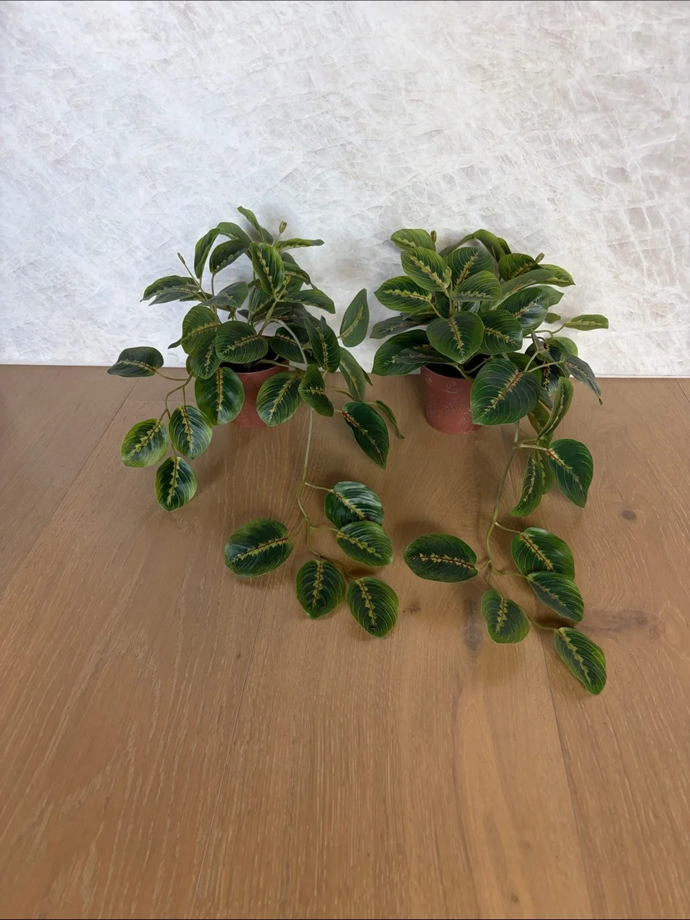 Hobby Lobby plant measures