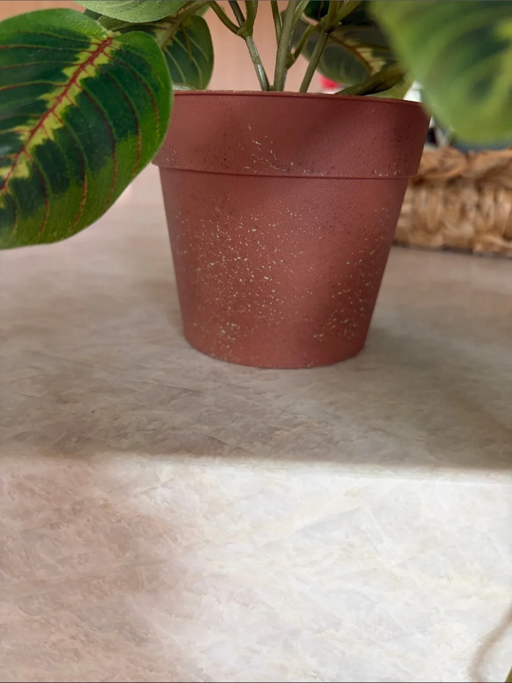 Hobby Lobby plant measures