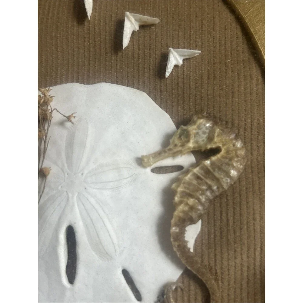 Vintage ShadowBox Art Sand Dollar Seahorse Composition Ocean