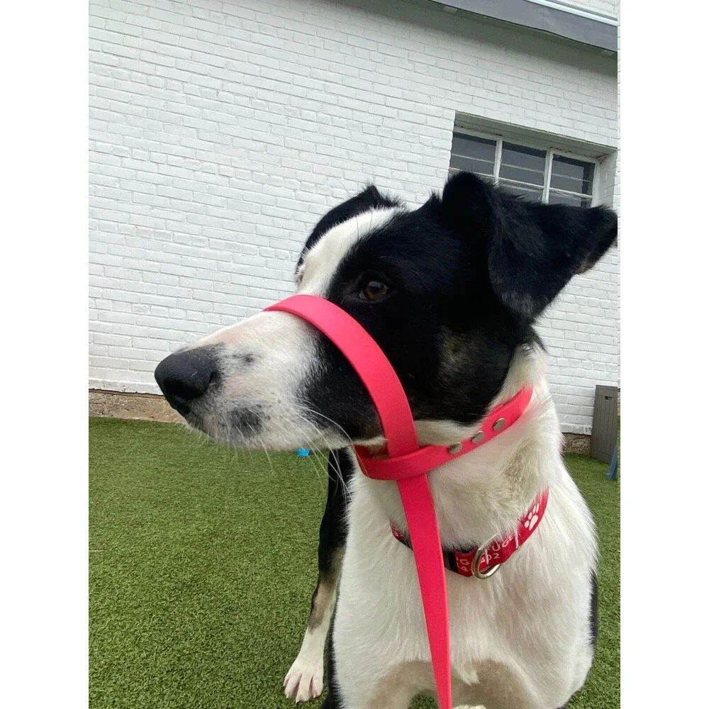 6’ Biothane Convertible Slip Dog Leash No Pull Harness or Head Halter 3/4