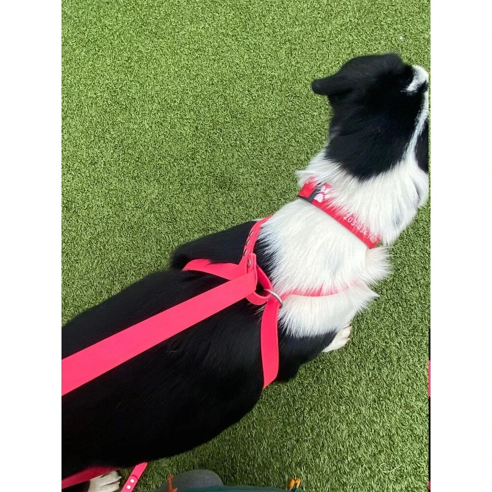 6’ Biothane Convertible Slip Dog Leash No Pull Harness or Head Halter 3/4