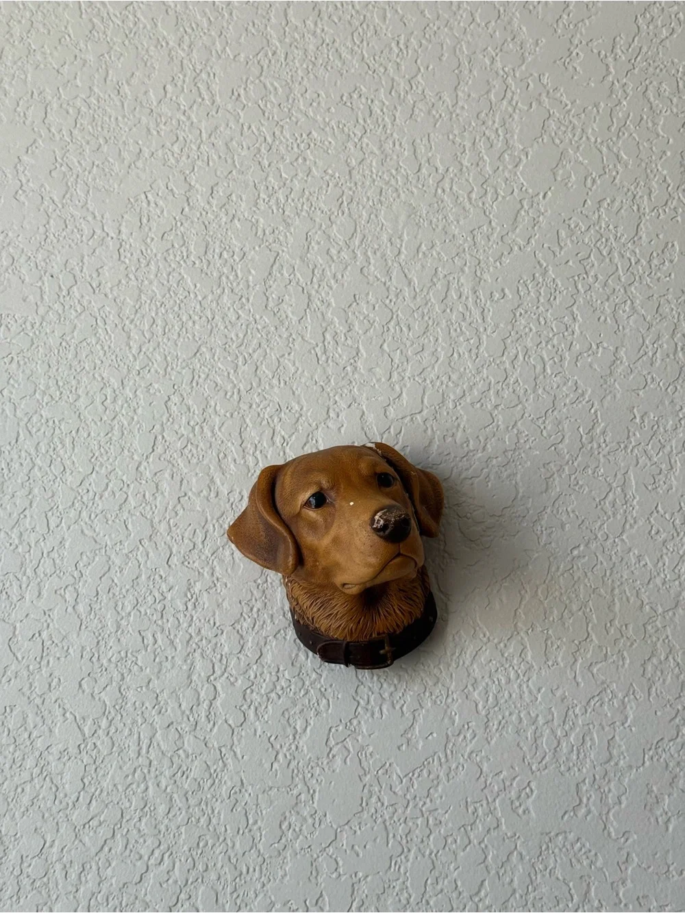 N/A brown dog