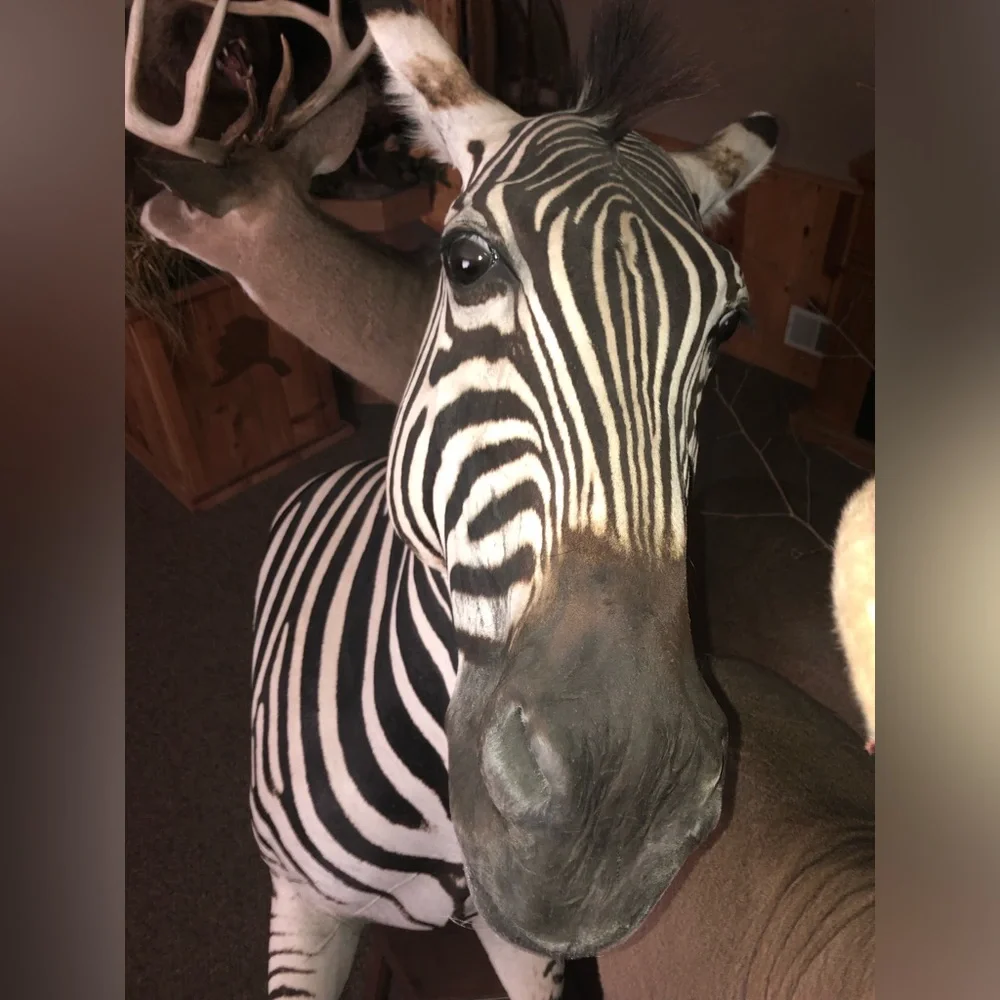 Zebra