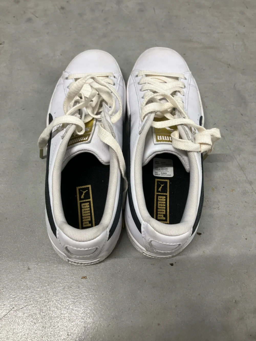 Puma great white