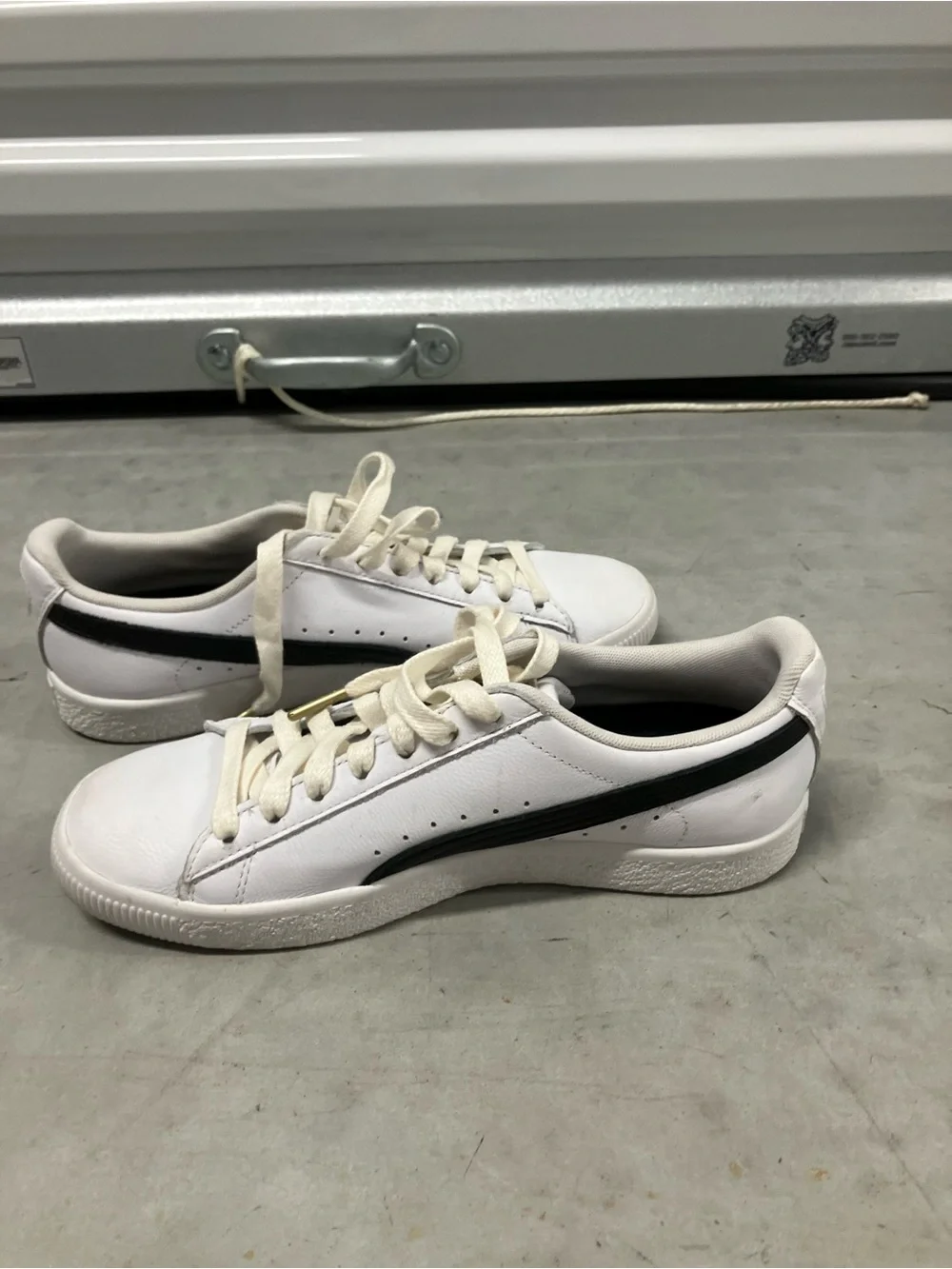 Puma great white
