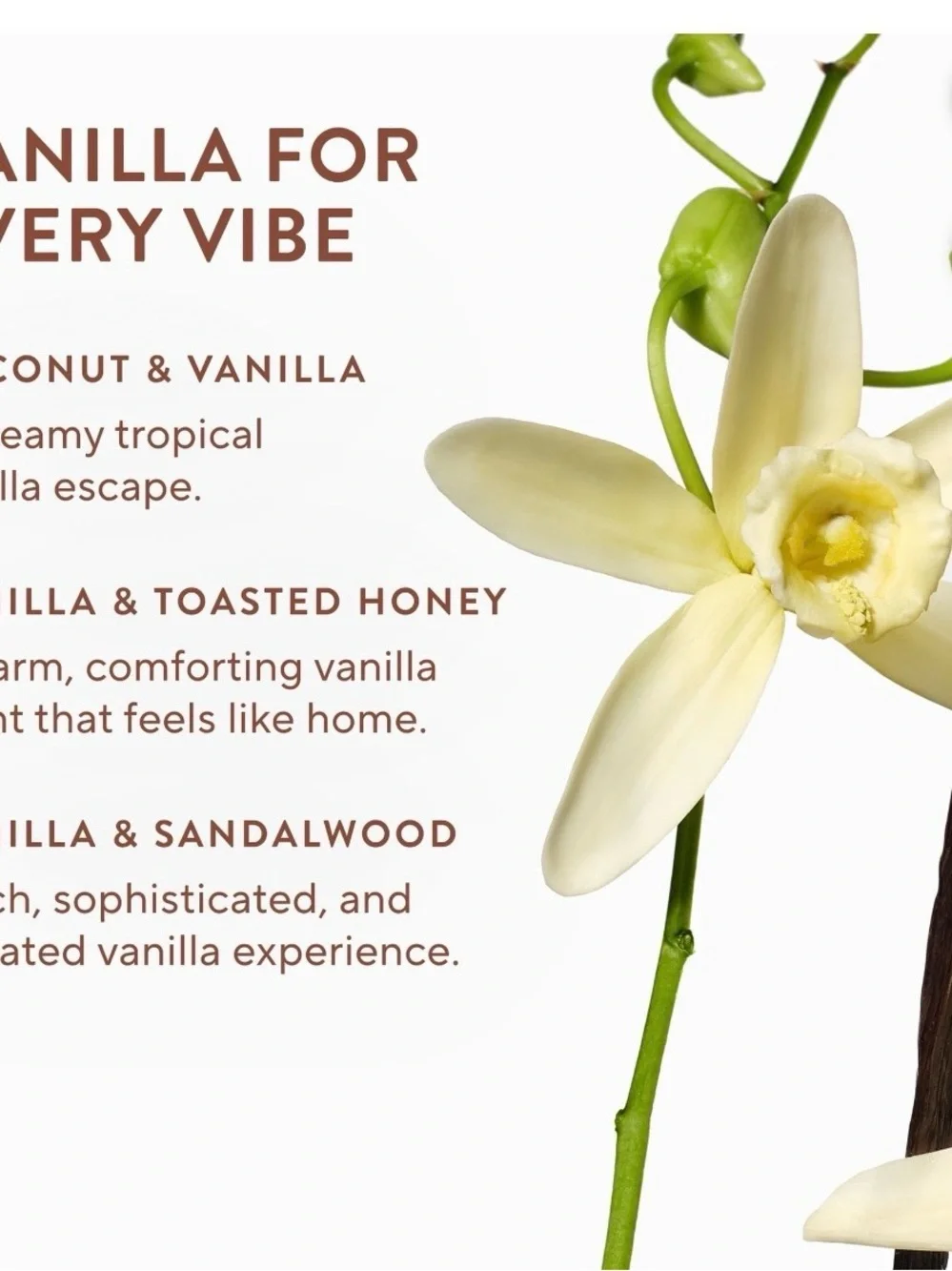 Native vanilla variety