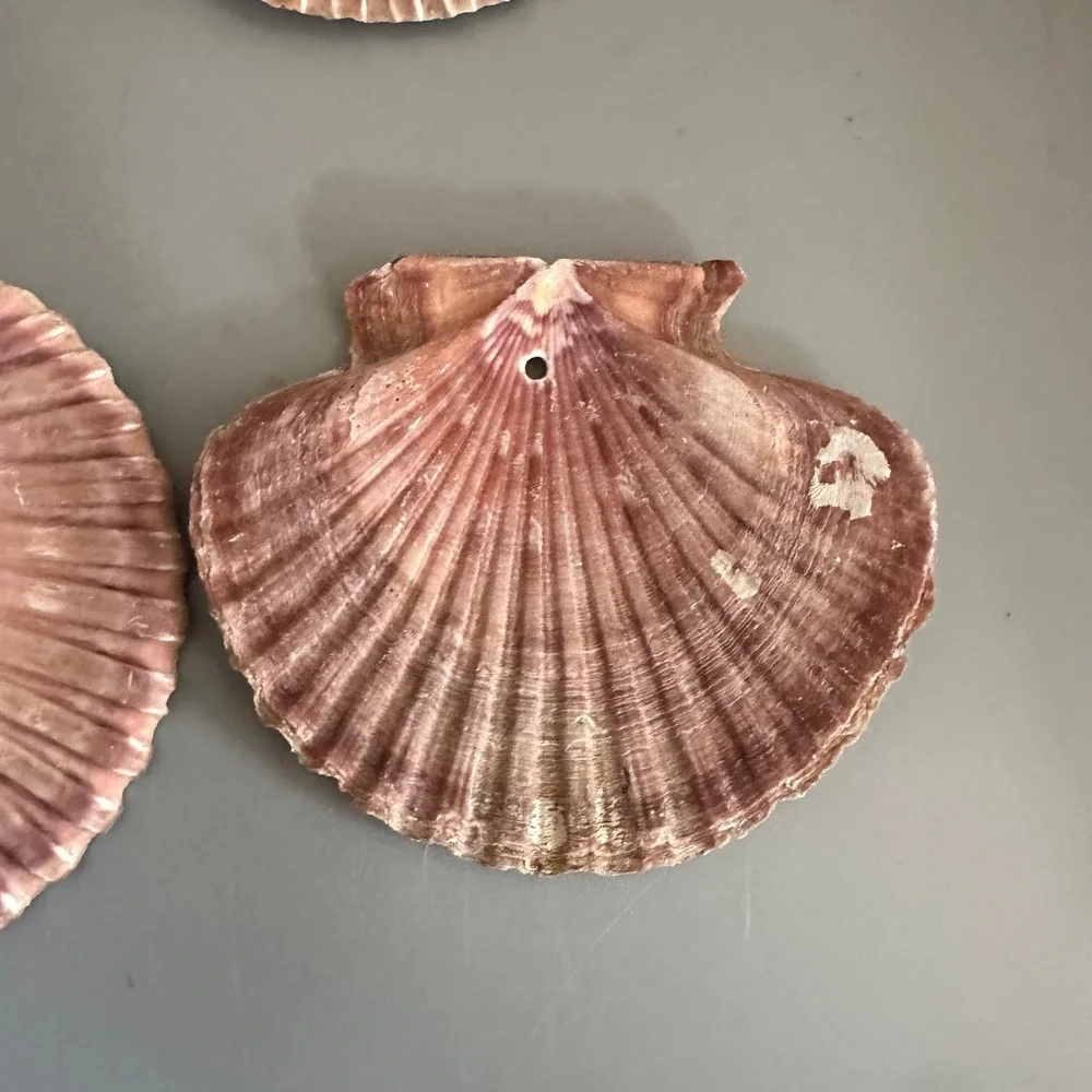 29pc Natural Purple Scallop Shells Pre-Drilled Hole Bulk Sea Shells for Crafts