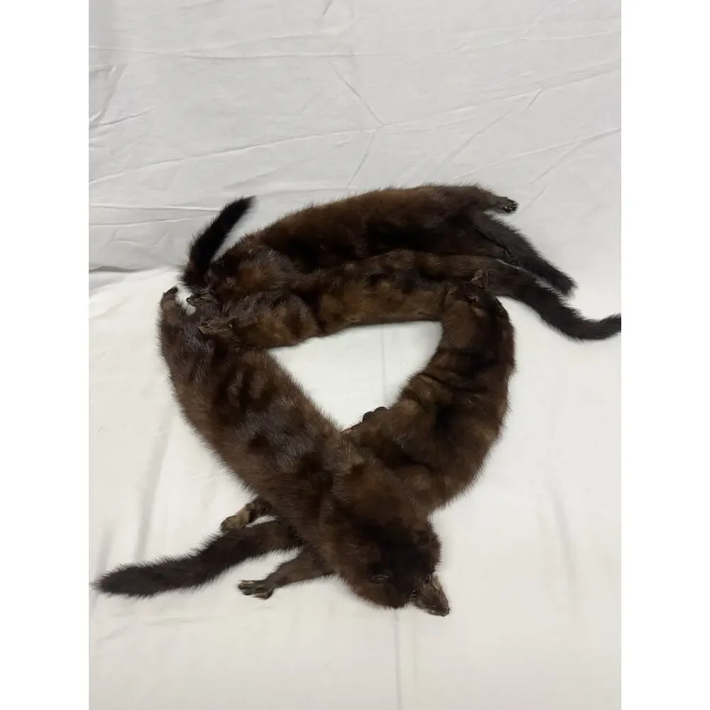 Unbranded quality taxidermy rare