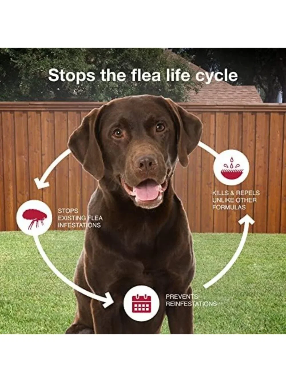 Vet-Recommended Flea, Tick & Mosquito Treatment for Large Dogs 21-55 lbs - 4-Mo
