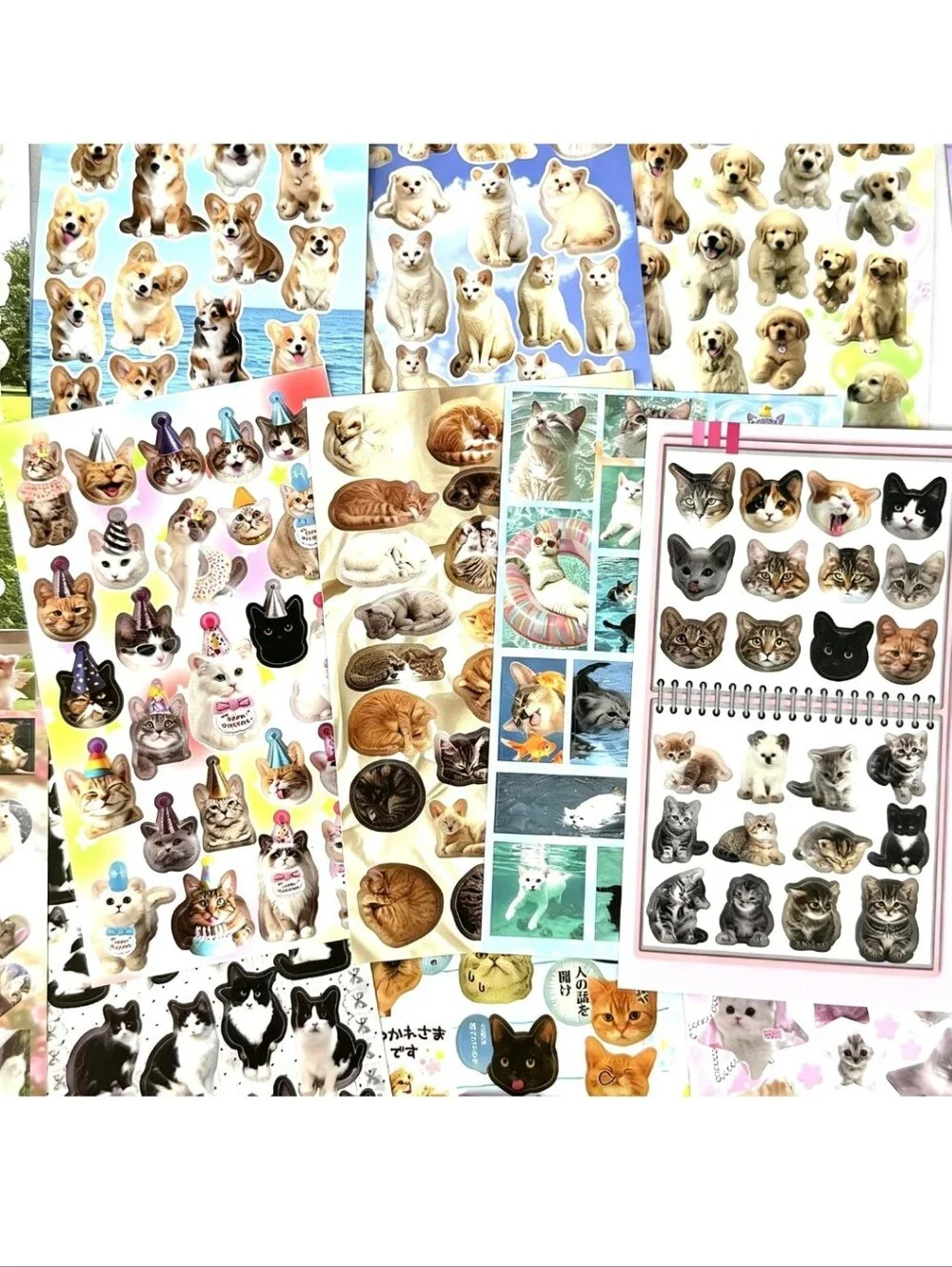 N/A cute pet
