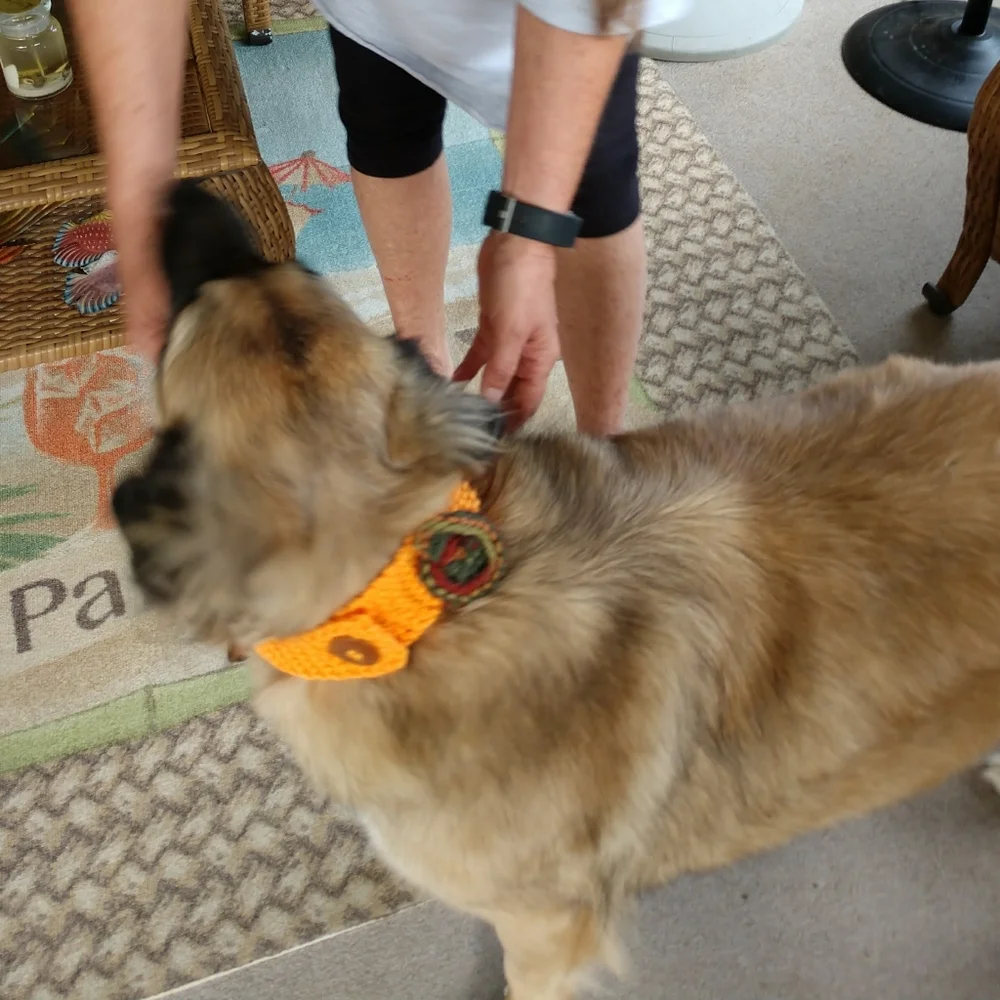 Pet Dog Collar Covers Fall Orange Brown Floral
