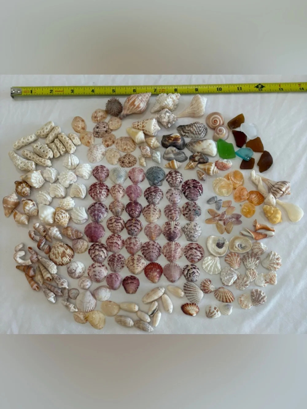 175 MIX SEASHELLS SHELLS SMALLER SIZE SANIBEL, FLORIDA CRAFT / COLLECTOR LOT 175