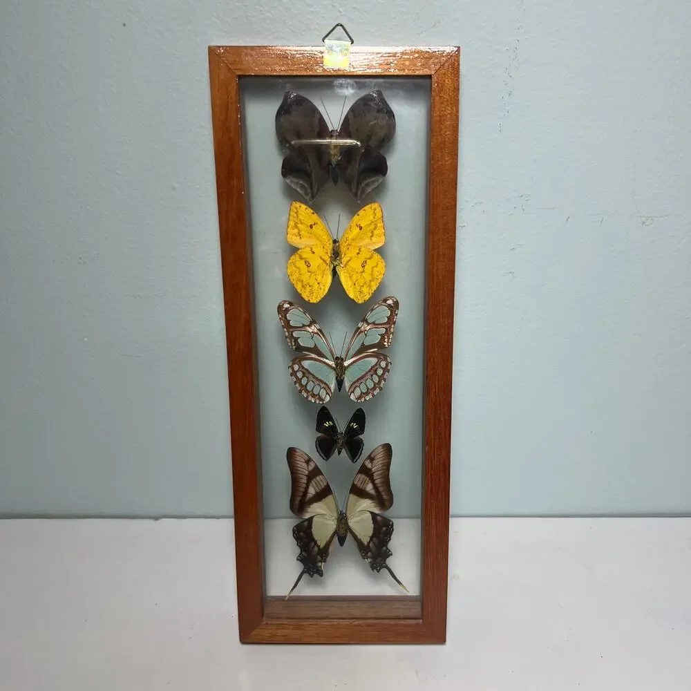 Vintage specimens frame width