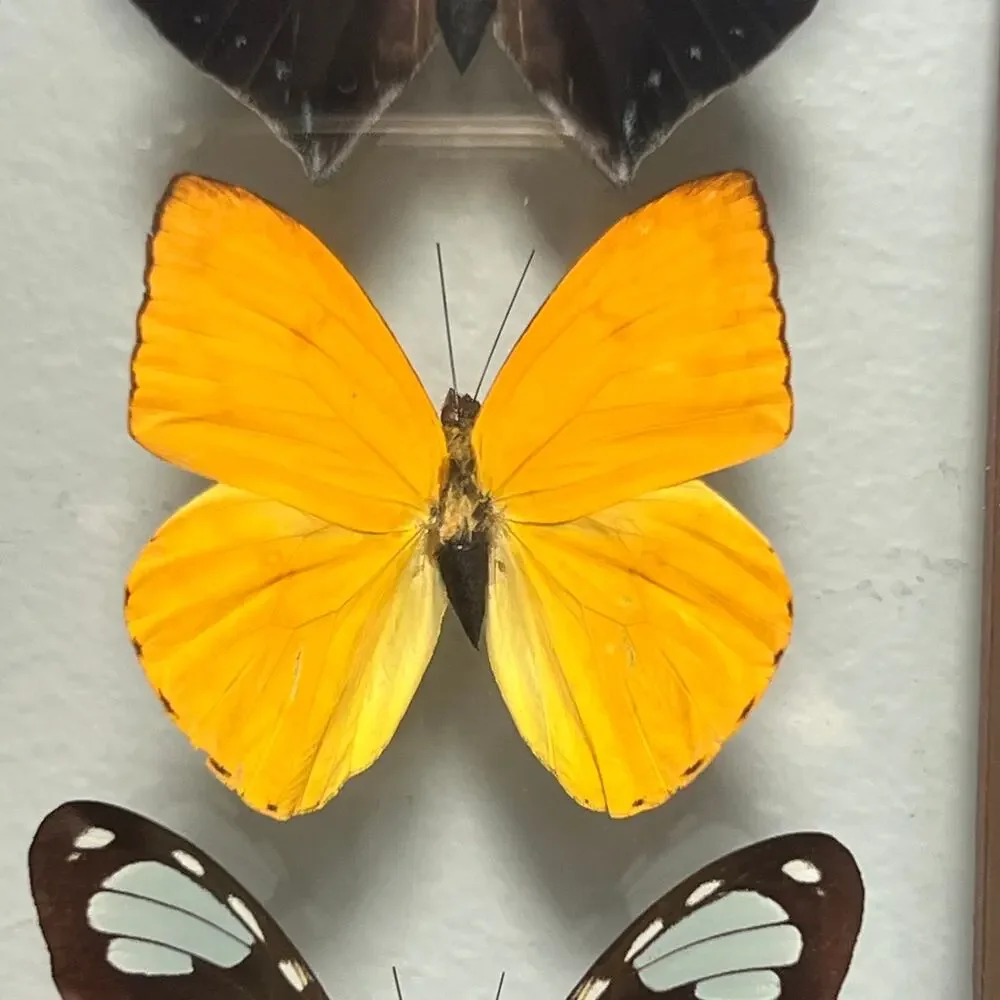 Vintage taxidermy entomology inches