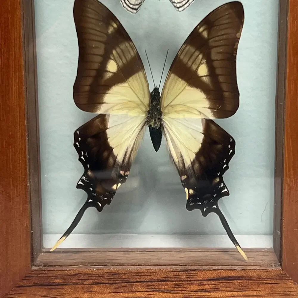 Vintage entomology wood
