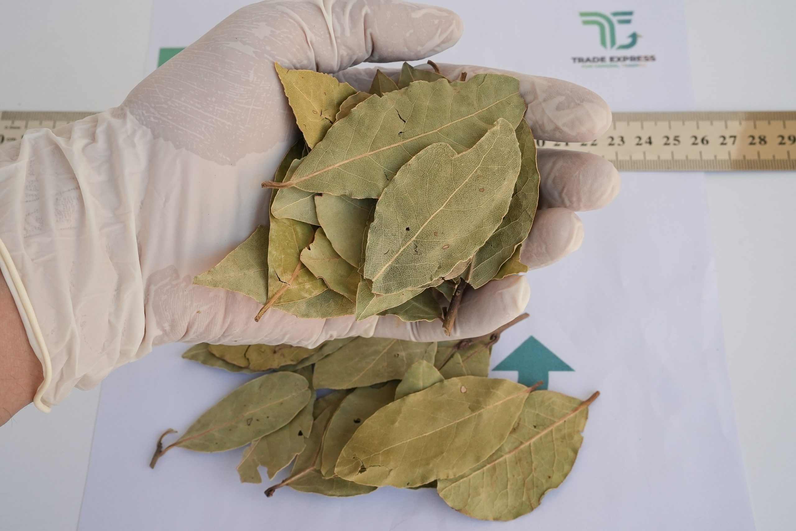 BAY LEAVES - Image 2