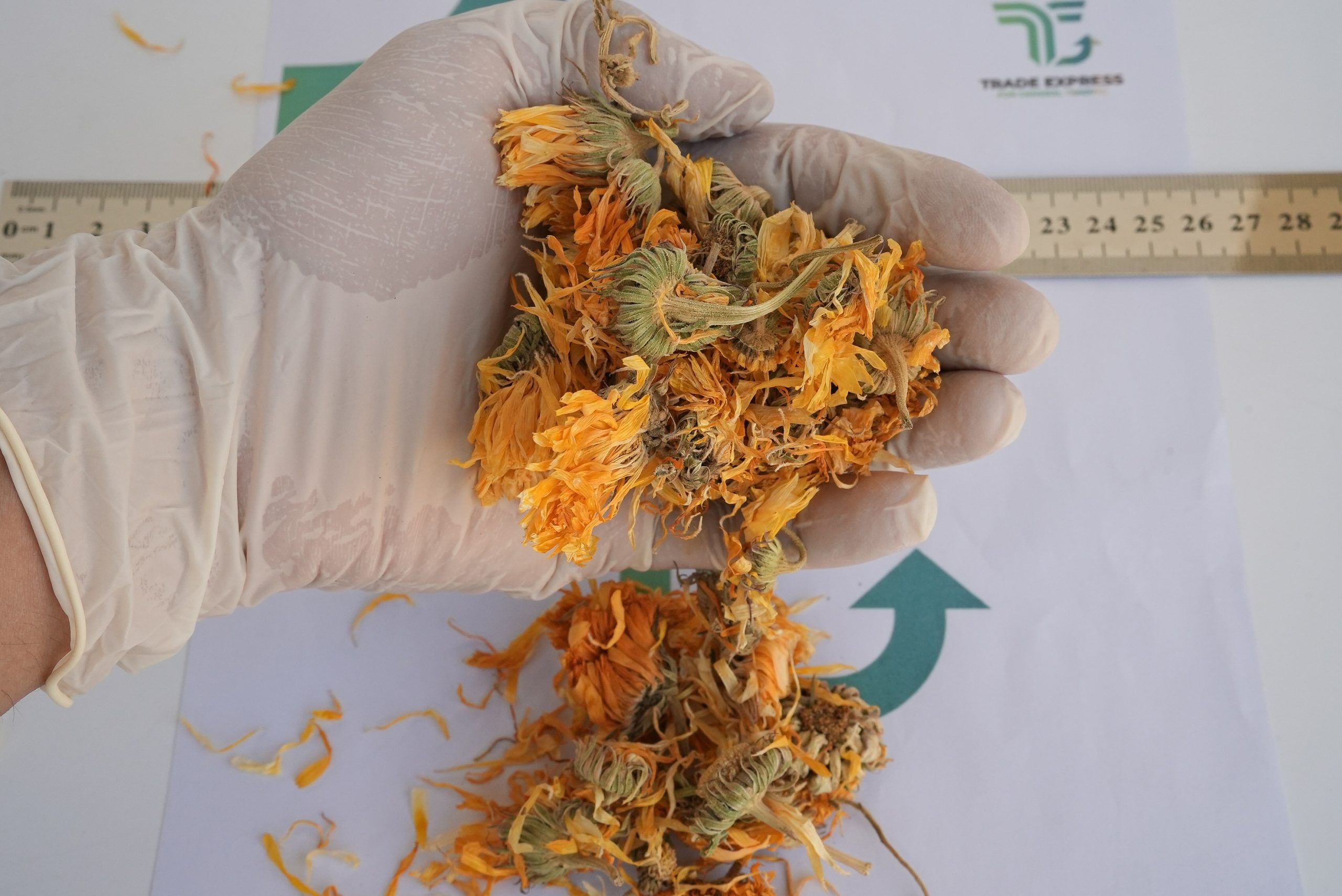 CALENDULA - Image 5