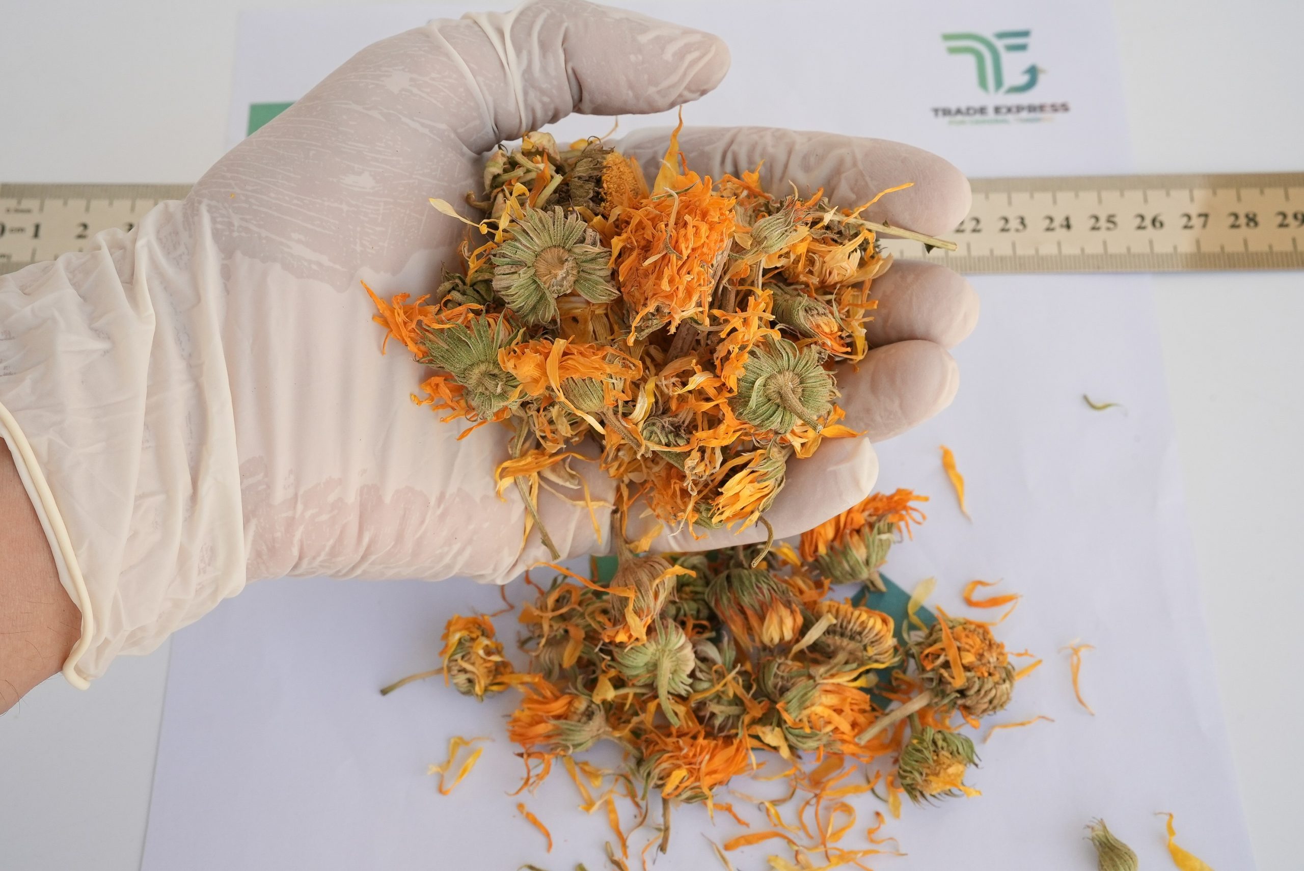 CALENDULA - Image 6