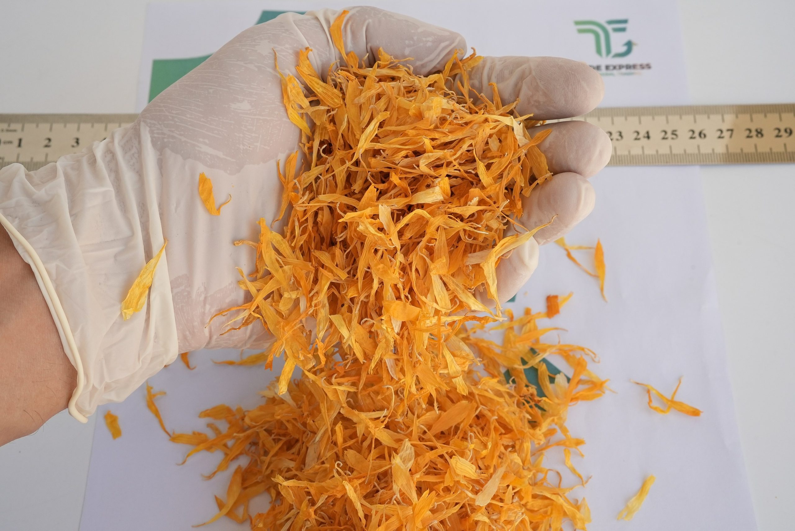CALENDULA - Image 8