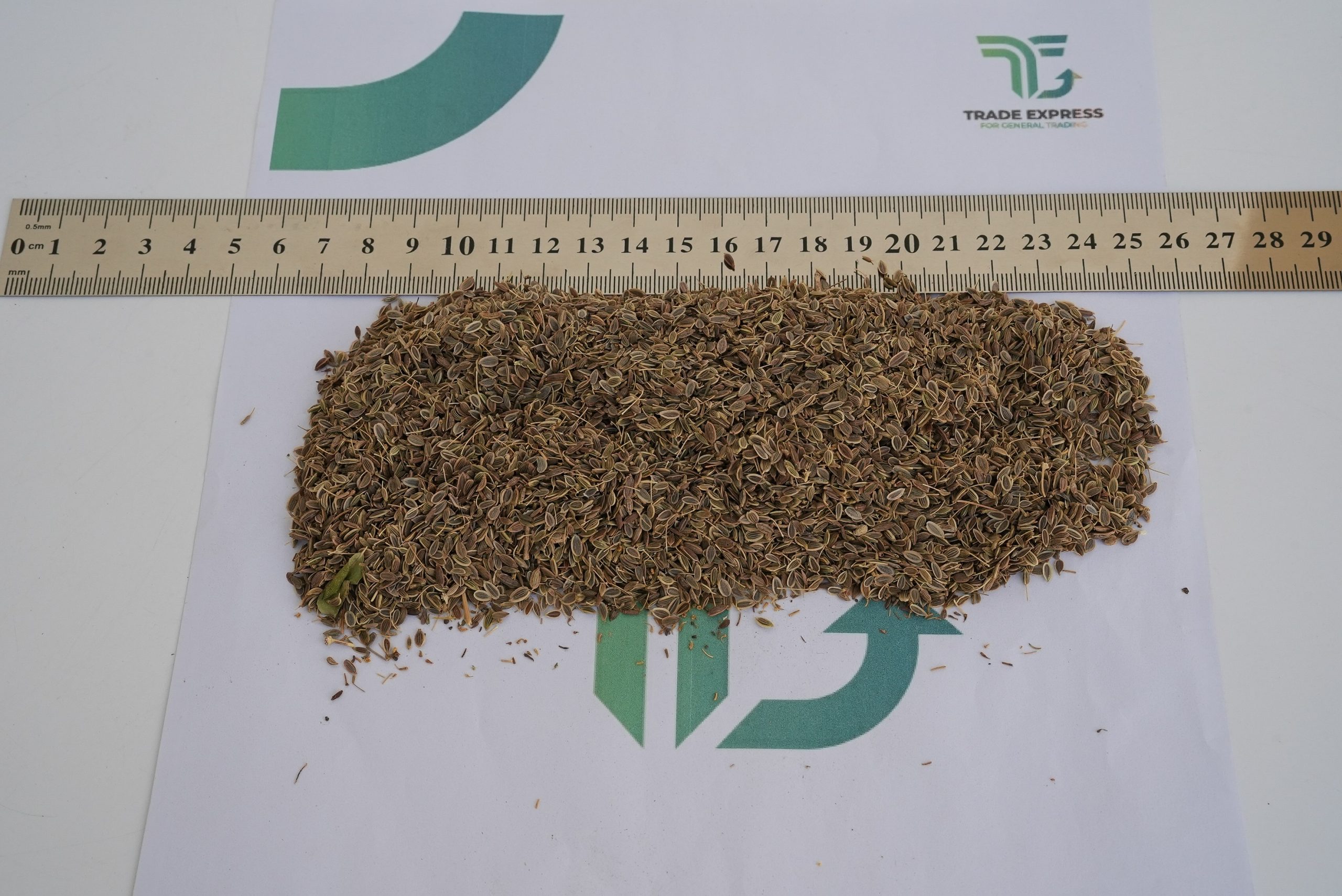 DILL - Image 3
