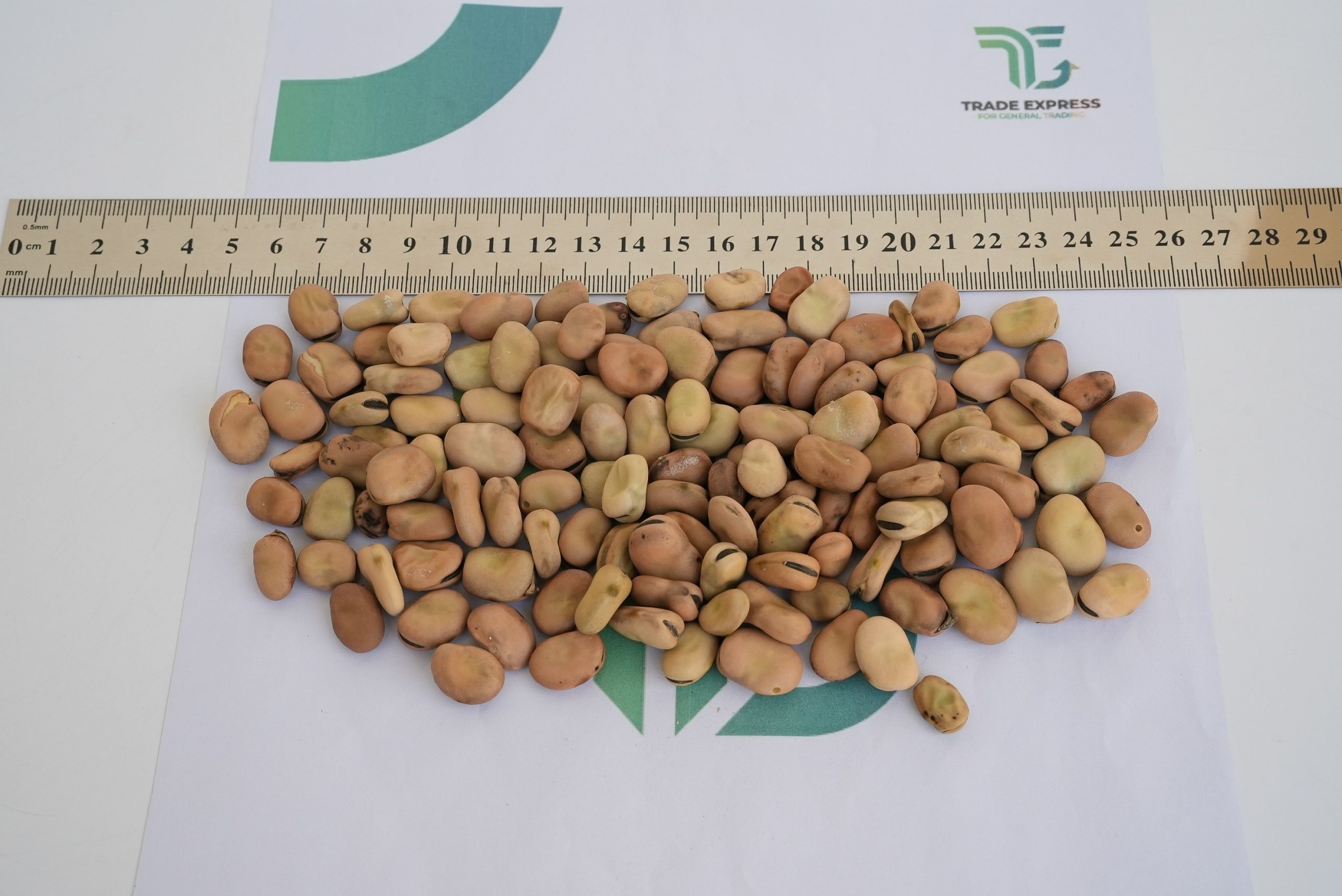 BROAD BEANS - Image 3